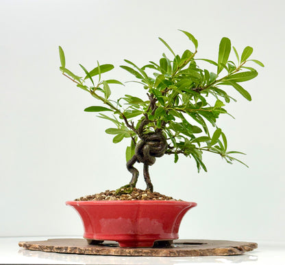 Pyracantha Bonsai Tree – Firethorn Bonsai in Chinese Yixing Pot 31 cm