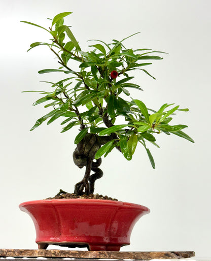 Pyracantha Bonsai Tree – Firethorn Bonsai in Chinese Yixing Pot 31 cm