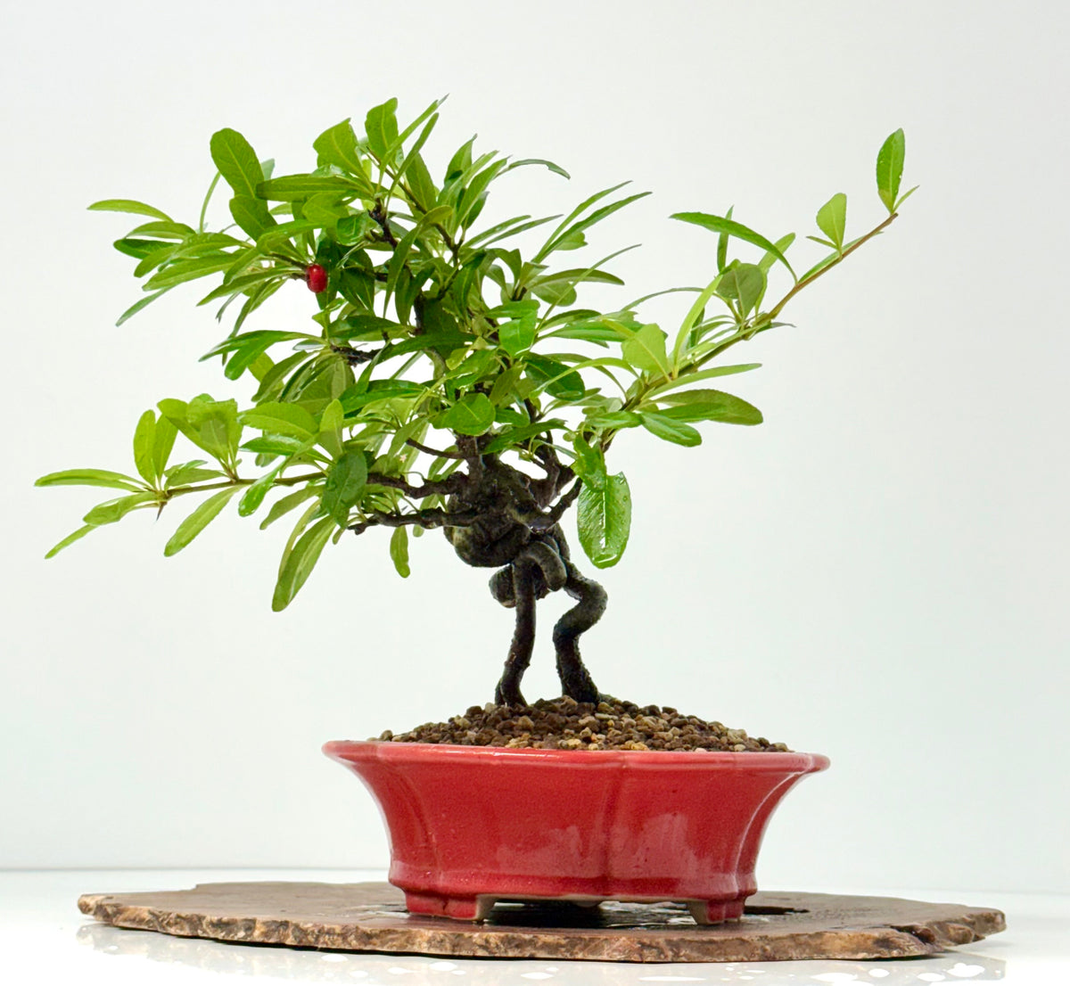 Pyracantha Bonsai Tree – Firethorn Bonsai in Chinese Yixing Pot 31 cm