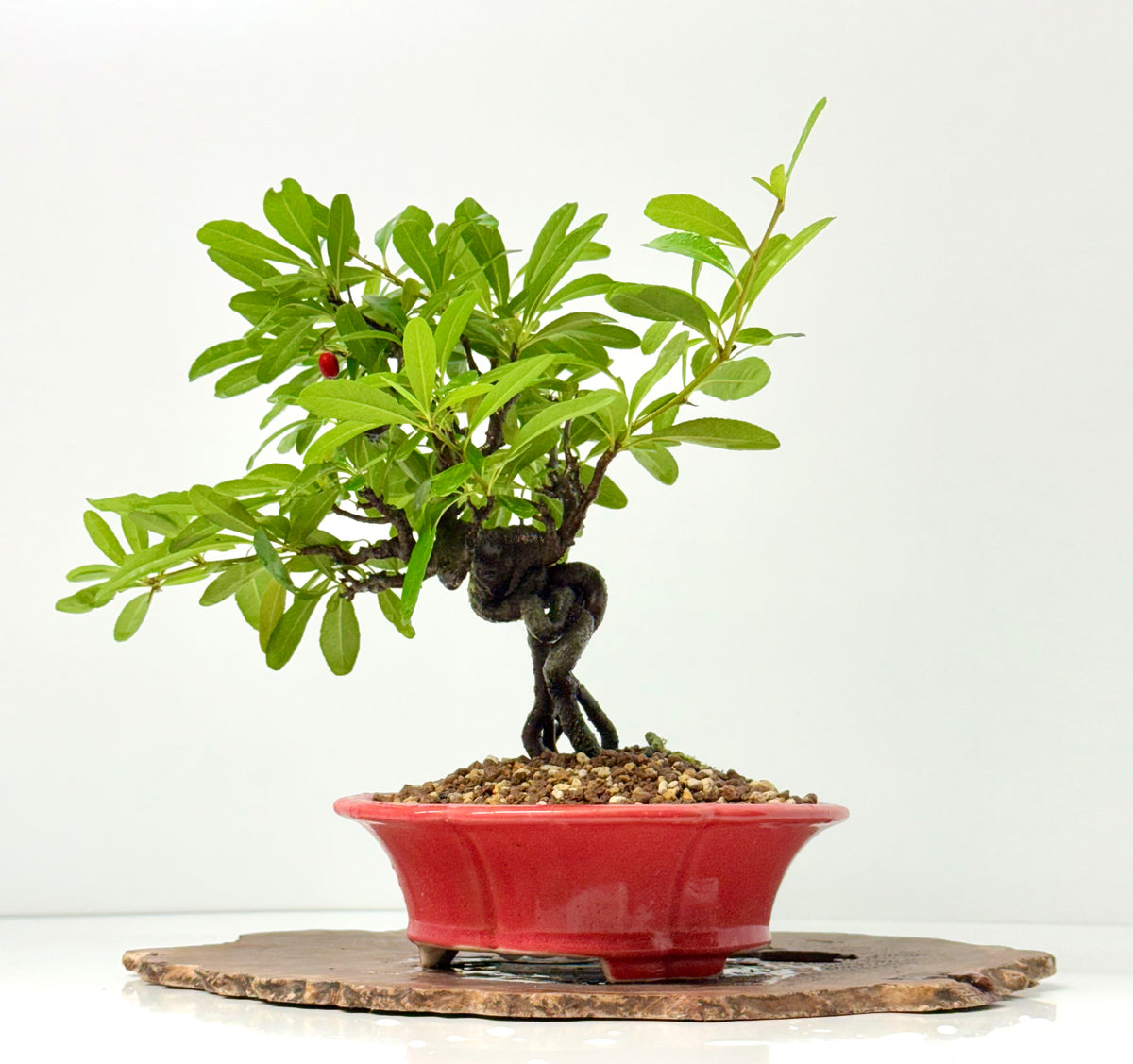 Pyracantha Bonsai Tree – Firethorn Bonsai in Chinese Yixing Pot 31 cm