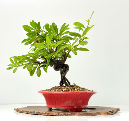 Pyracantha Bonsai Tree – Firethorn Bonsai in Chinese Yixing Pot 31 cm