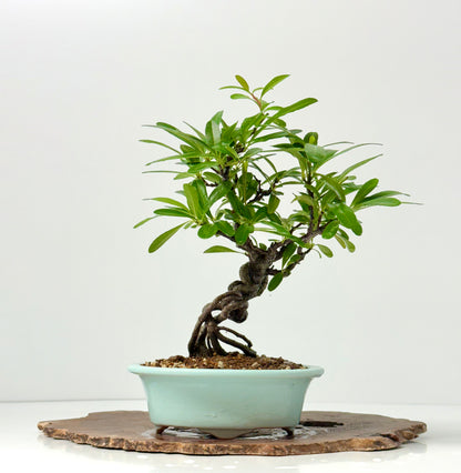 Pyracantha Bonsai Tree – Firethorn Bonsai in Chinese Yixing Pot 31 cm
