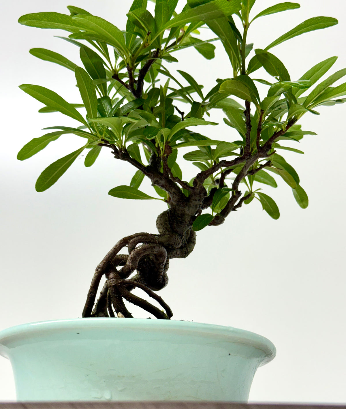 Pyracantha Bonsai Tree – Firethorn Bonsai in Chinese Yixing Pot 31 cm