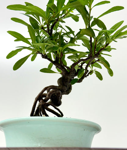 Pyracantha Bonsai Tree – Firethorn Bonsai in Chinese Yixing Pot 31 cm