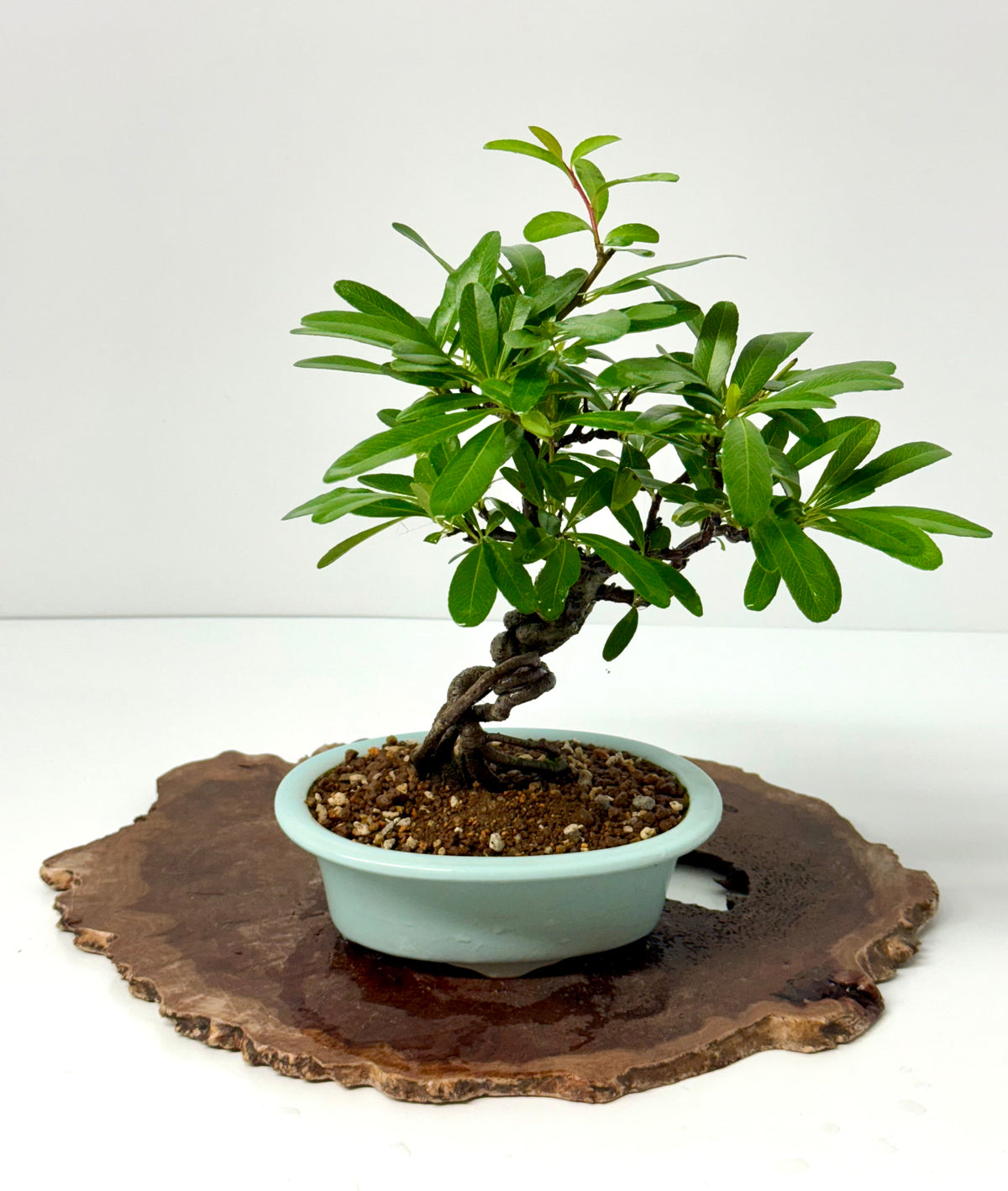 Pyracantha Bonsai Tree – Firethorn Bonsai in Chinese Yixing Pot 31 cm