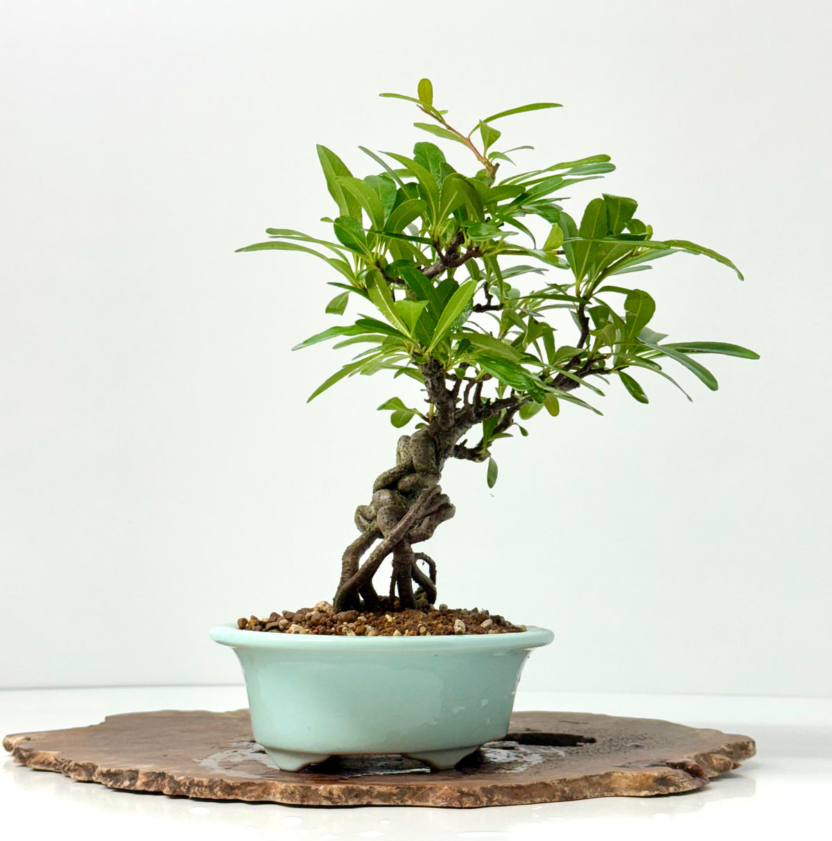 Pyracantha Bonsai Tree – Firethorn Bonsai in Chinese Yixing Pot 31 cm