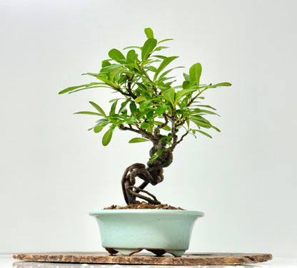 Pyracantha Bonsai Tree – Firethorn Bonsai in Chinese Yixing Pot 31 cm