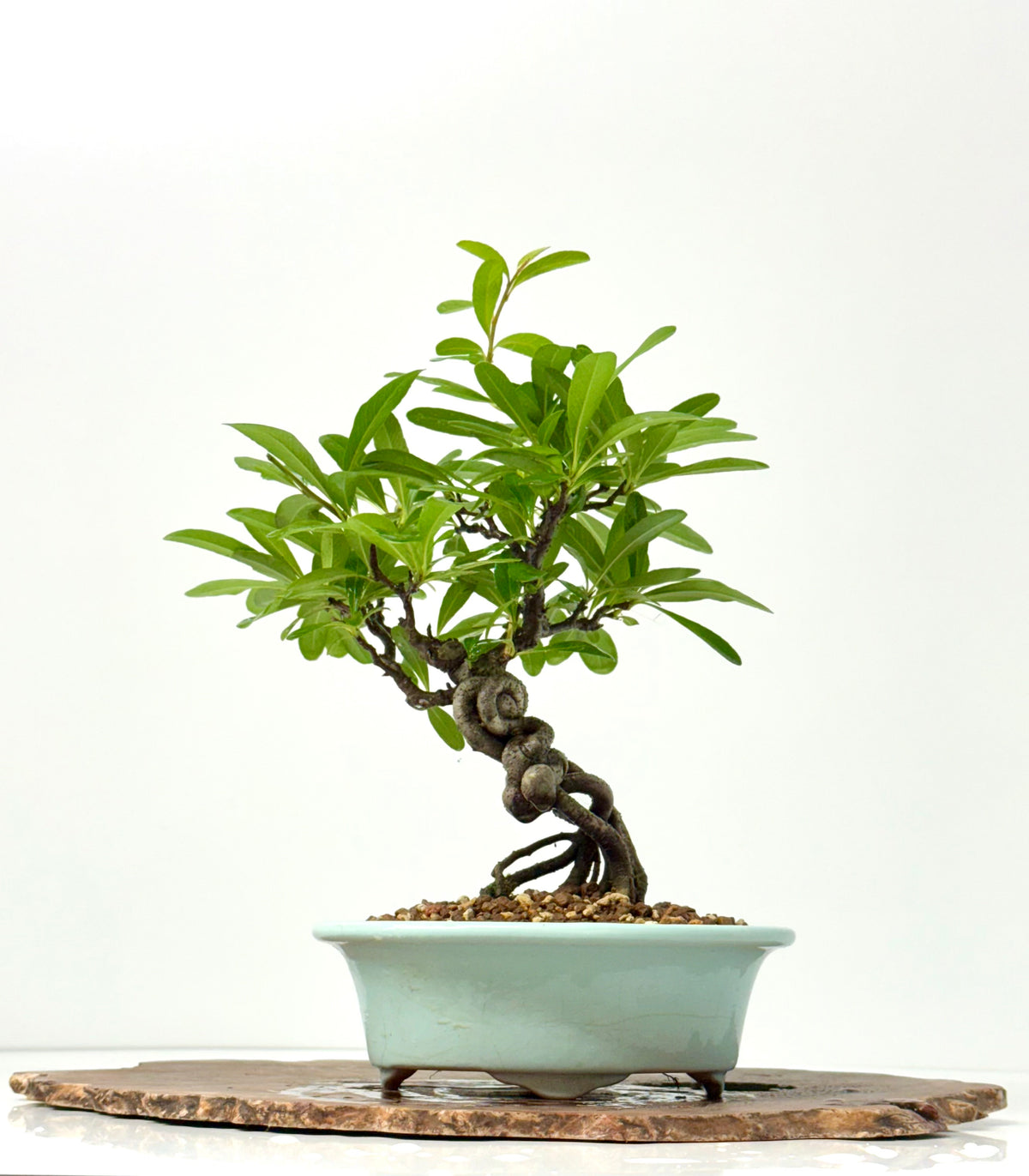 Pyracantha Bonsai Tree – Firethorn Bonsai in Chinese Yixing Pot 31 cm
