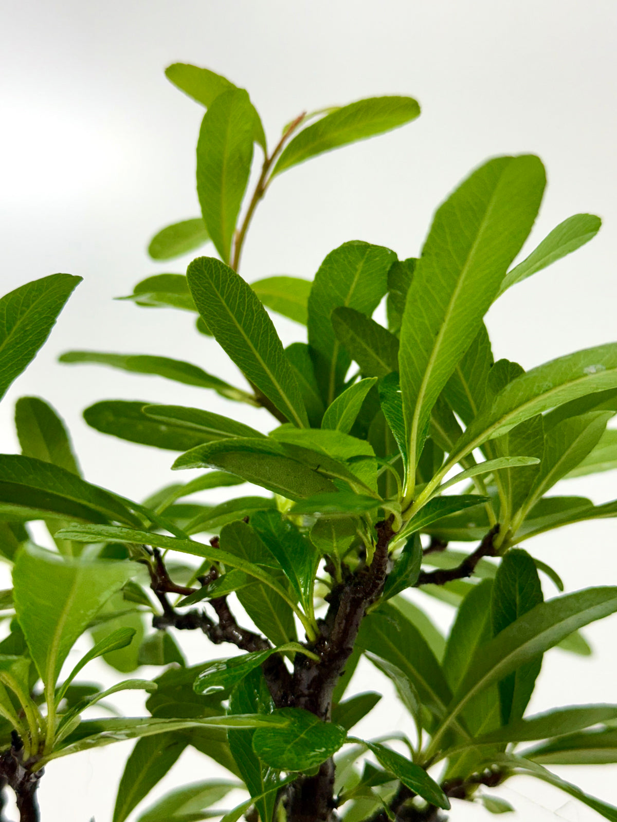 Pyracantha Bonsai Tree – Firethorn Bonsai in Chinese Yixing Pot 31 cm