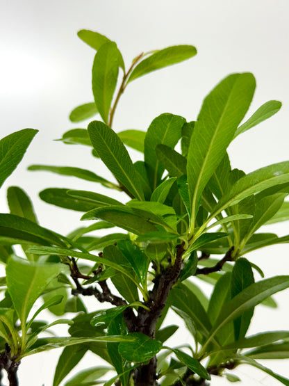 Pyracantha Bonsai Tree – Firethorn Bonsai in Chinese Yixing Pot 31 cm