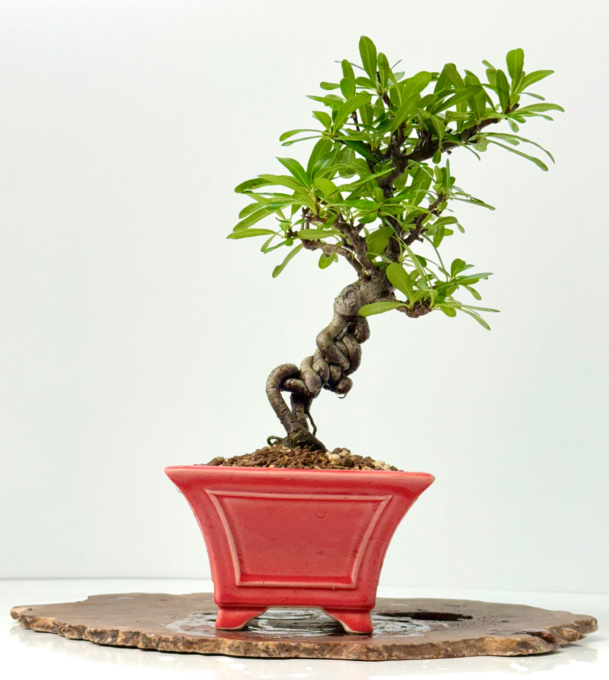 Pyracantha Bonsai Tree – Firethorn Bonsai in Chinese Yixing Pot 34 cm