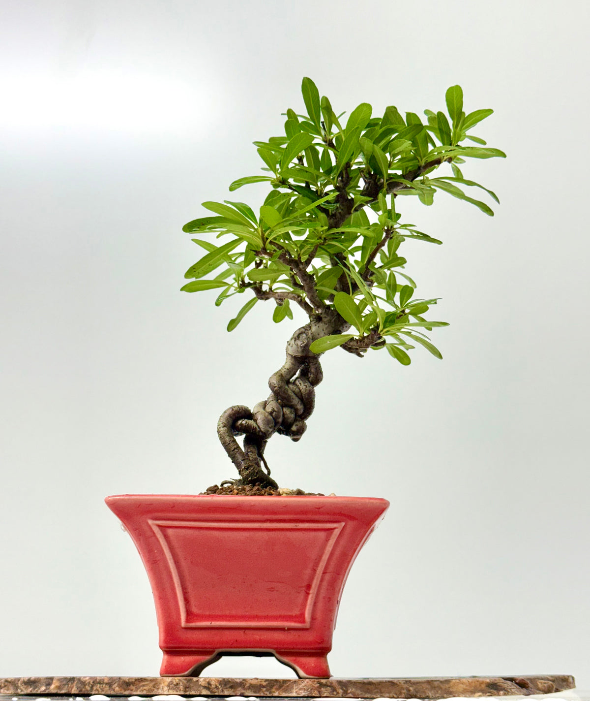 Pyracantha Bonsai Tree – Firethorn Bonsai in Chinese Yixing Pot 34 cm