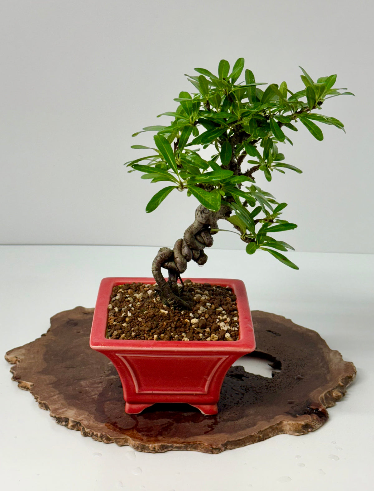 Pyracantha Bonsai Tree – Firethorn Bonsai in Chinese Yixing Pot 34 cm