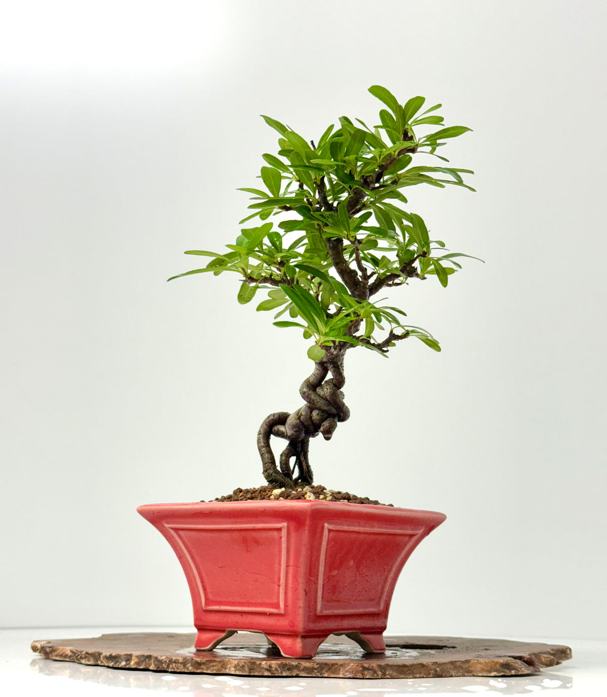 Pyracantha Bonsai Tree – Firethorn Bonsai in Chinese Yixing Pot 34 cm