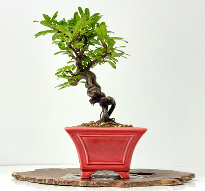 Pyracantha Bonsai Tree – Firethorn Bonsai in Chinese Yixing Pot 34 cm