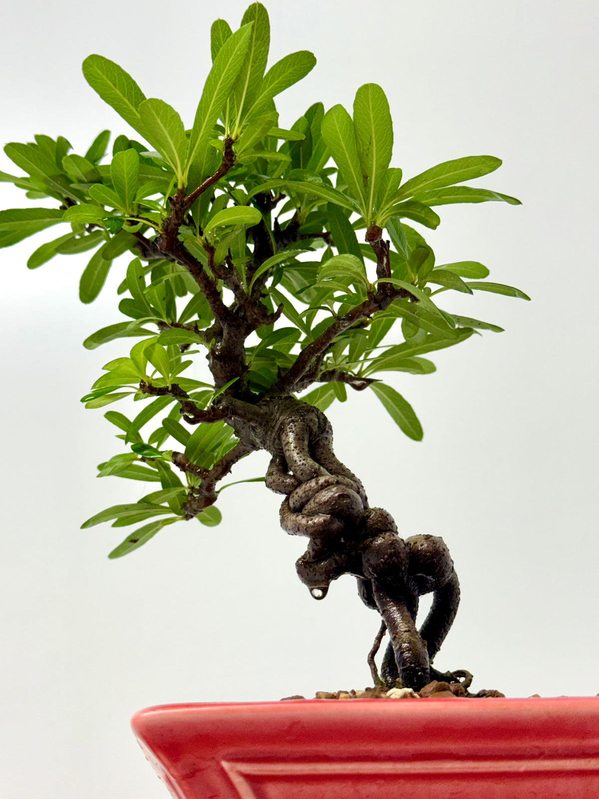 Pyracantha Bonsai Tree – Firethorn Bonsai in Chinese Yixing Pot 34 cm