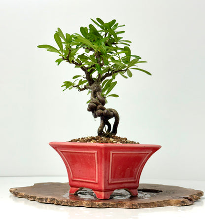 Pyracantha Bonsai Tree – Firethorn Bonsai in Chinese Yixing Pot 34 cm