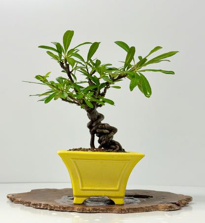 Pyracantha Bonsai Tree – Firethorn Bonsai in Chinese Yixing Pot 31 cm