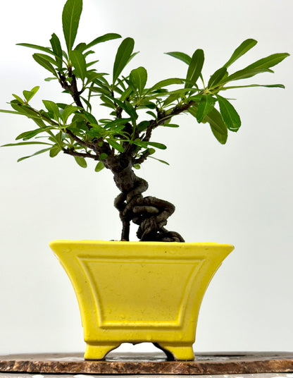 Pyracantha Bonsai Tree – Firethorn Bonsai in Chinese Yixing Pot 31 cm