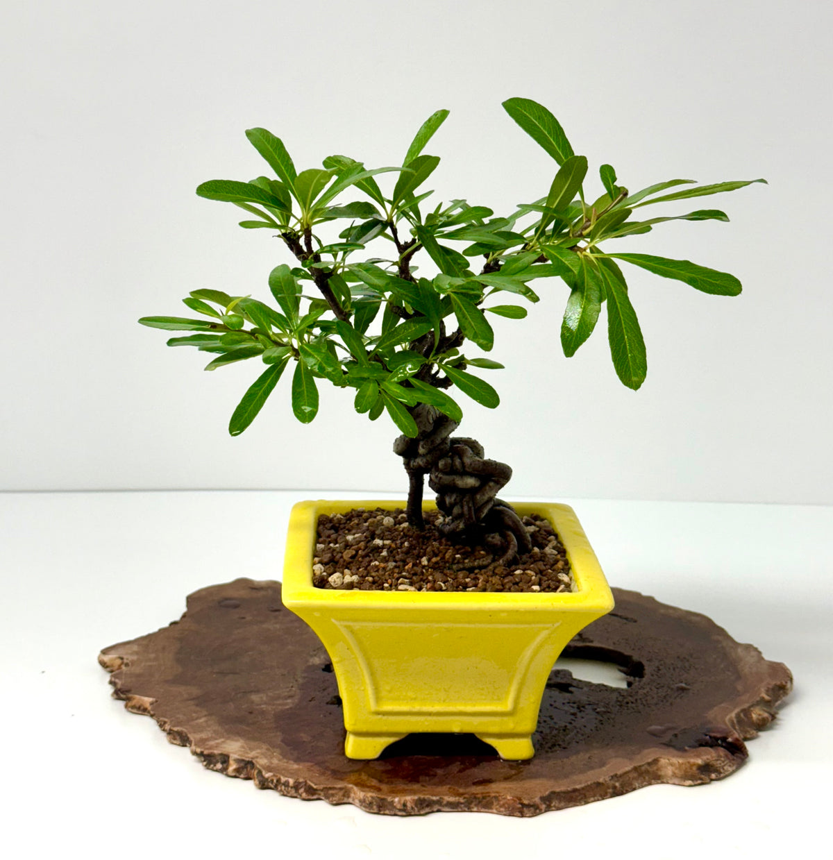 Pyracantha Bonsai Tree – Firethorn Bonsai in Chinese Yixing Pot 31 cm