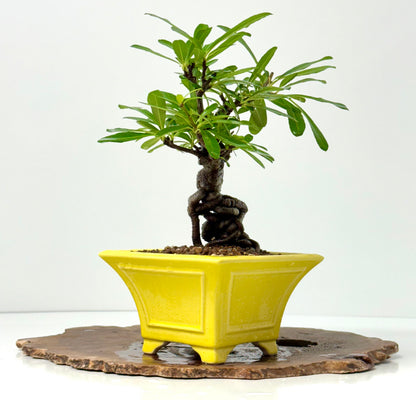 Pyracantha Bonsai Tree – Firethorn Bonsai in Chinese Yixing Pot 31 cm