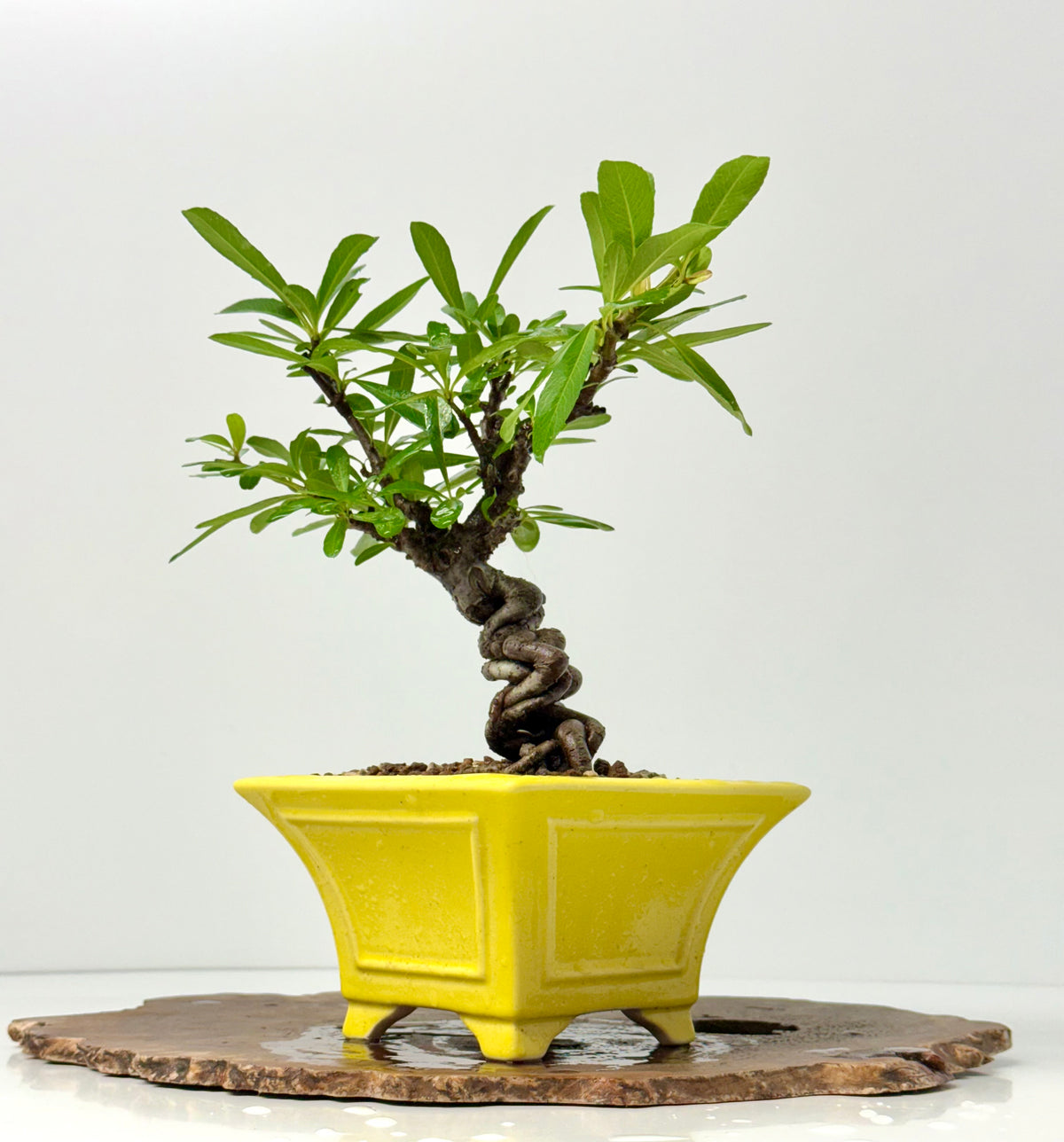 Pyracantha Bonsai Tree – Firethorn Bonsai in Chinese Yixing Pot 31 cm