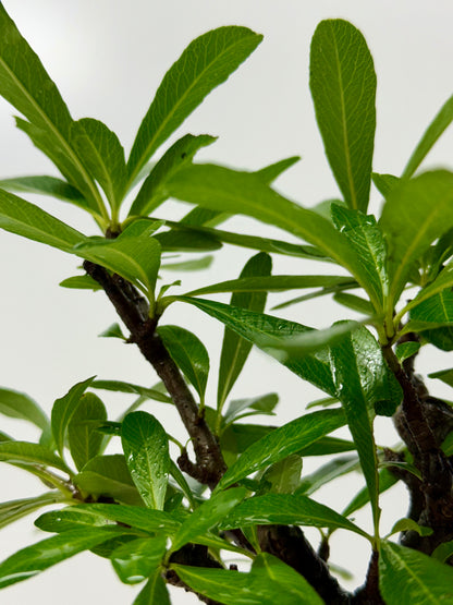 Pyracantha Bonsai Tree – Firethorn Bonsai in Chinese Yixing Pot 31 cm