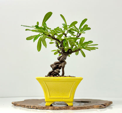 Pyracantha Bonsai Tree – Firethorn Bonsai in Chinese Yixing Pot 31 cm