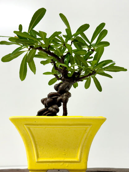 Pyracantha Bonsai Tree – Firethorn Bonsai in Chinese Yixing Pot 31 cm