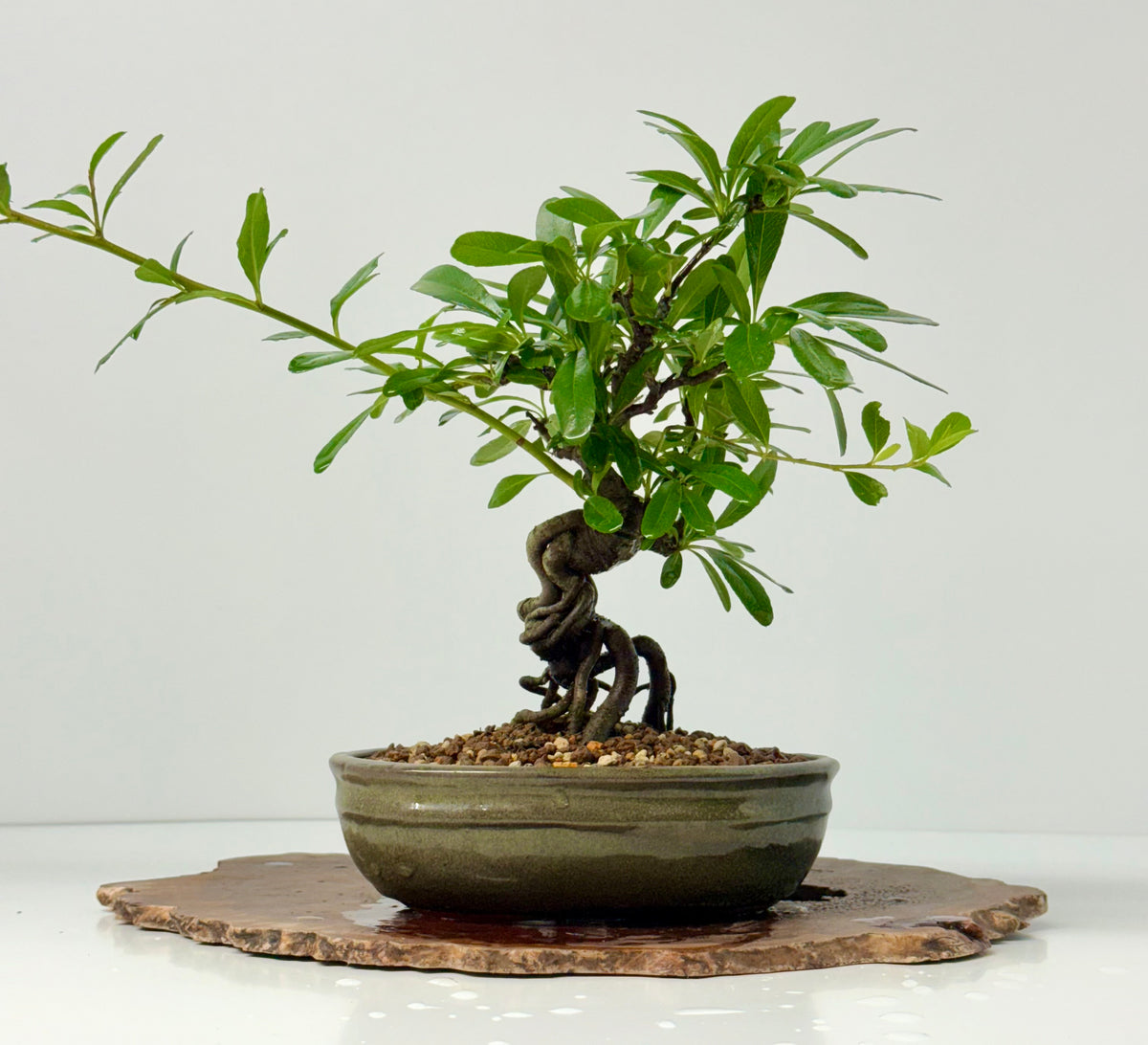 Pyracantha Bonsai Tree – Firethorn Bonsai in Chinese Pot 30 cm