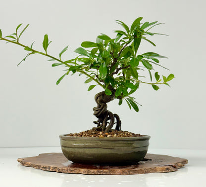 Pyracantha Bonsai Tree – Firethorn Bonsai in Chinese Pot 30 cm