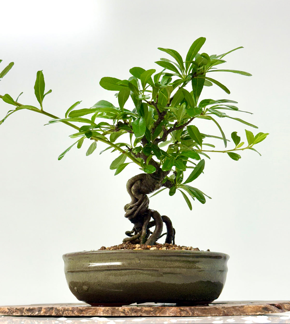 Pyracantha Bonsai Tree – Firethorn Bonsai in Chinese Pot 30 cm