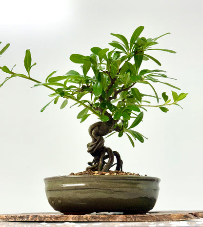 Pyracantha Bonsai Tree – Firethorn Bonsai in Chinese Pot 30 cm