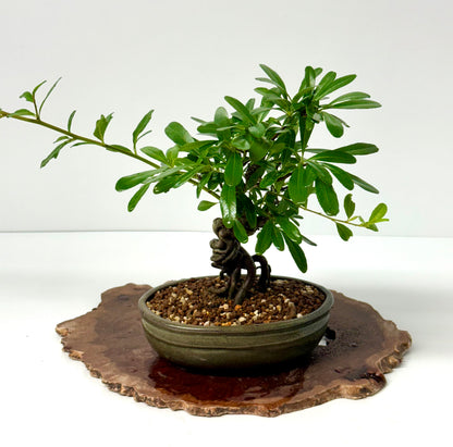 Pyracantha Bonsai Tree – Firethorn Bonsai in Chinese Pot 30 cm