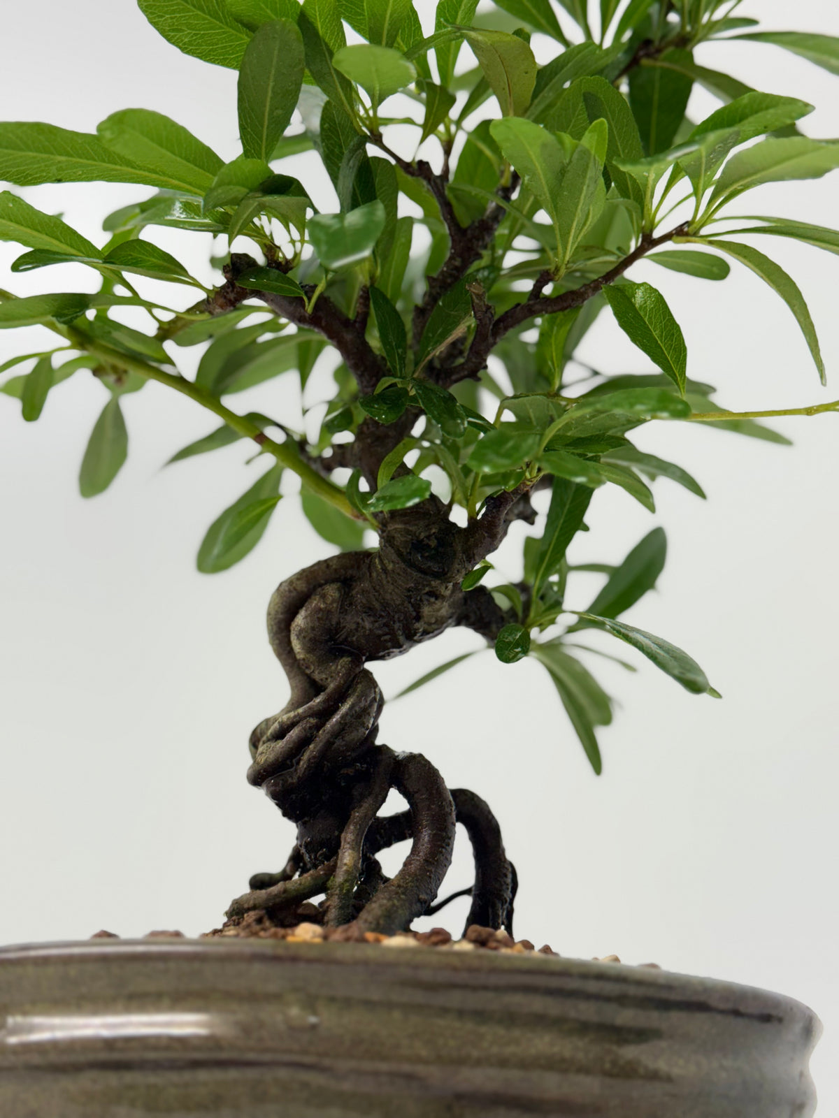 Pyracantha Bonsai Tree – Firethorn Bonsai in Chinese Pot 30 cm