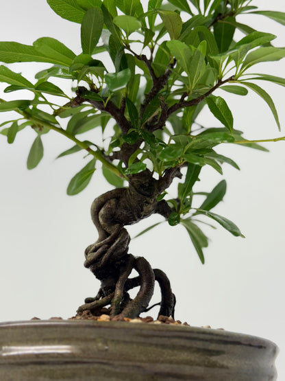 Pyracantha Bonsai Tree – Firethorn Bonsai in Chinese Pot 30 cm