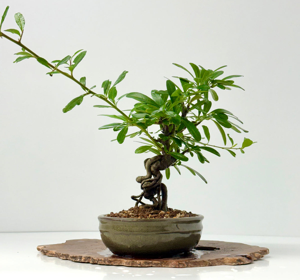 Pyracantha Bonsai Tree – Firethorn Bonsai in Chinese Pot 30 cm