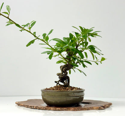 Pyracantha Bonsai Tree – Firethorn Bonsai in Chinese Pot 30 cm