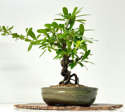 Pyracantha Bonsai Tree – Firethorn Bonsai in Chinese Pot 30 cm