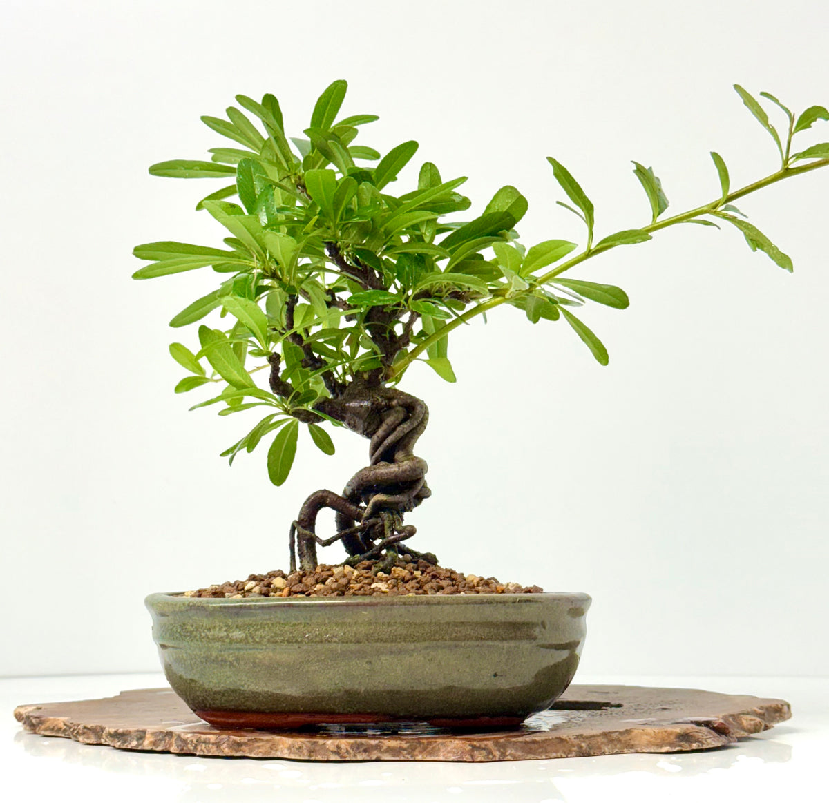 Pyracantha Bonsai Tree – Firethorn Bonsai in Chinese Pot 30 cm
