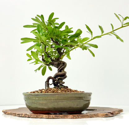 Pyracantha Bonsai Tree – Firethorn Bonsai in Chinese Pot 30 cm