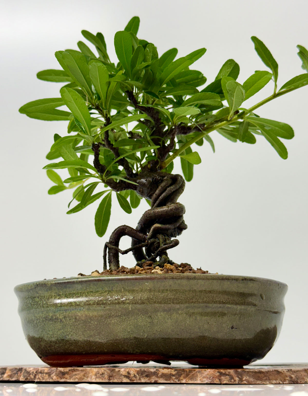 Pyracantha Bonsai Tree – Firethorn Bonsai in Chinese Pot 30 cm