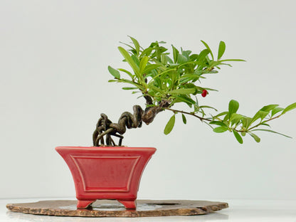 Pyracantha Bonsai Tree – Firethorn Bonsai in Chinese Yixing Pot 26 cm