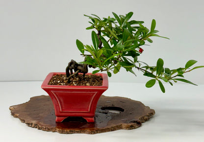Pyracantha Bonsai Tree – Firethorn Bonsai in Chinese Yixing Pot 26 cm