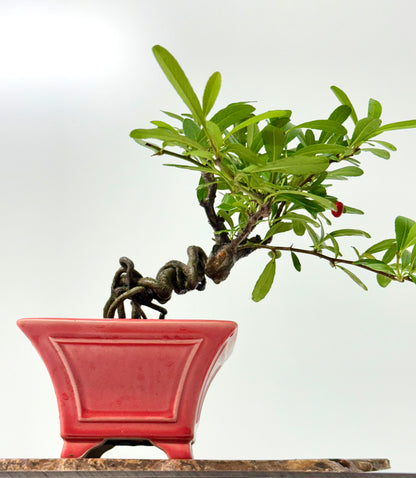 Pyracantha Bonsai Tree – Firethorn Bonsai in Chinese Yixing Pot 26 cm
