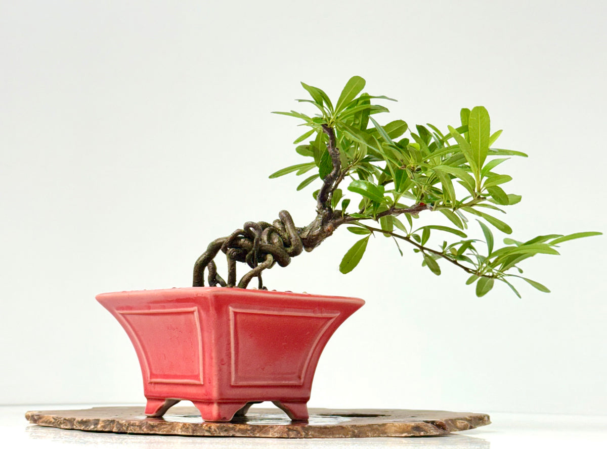 Pyracantha Bonsai Tree – Firethorn Bonsai in Chinese Yixing Pot 26 cm