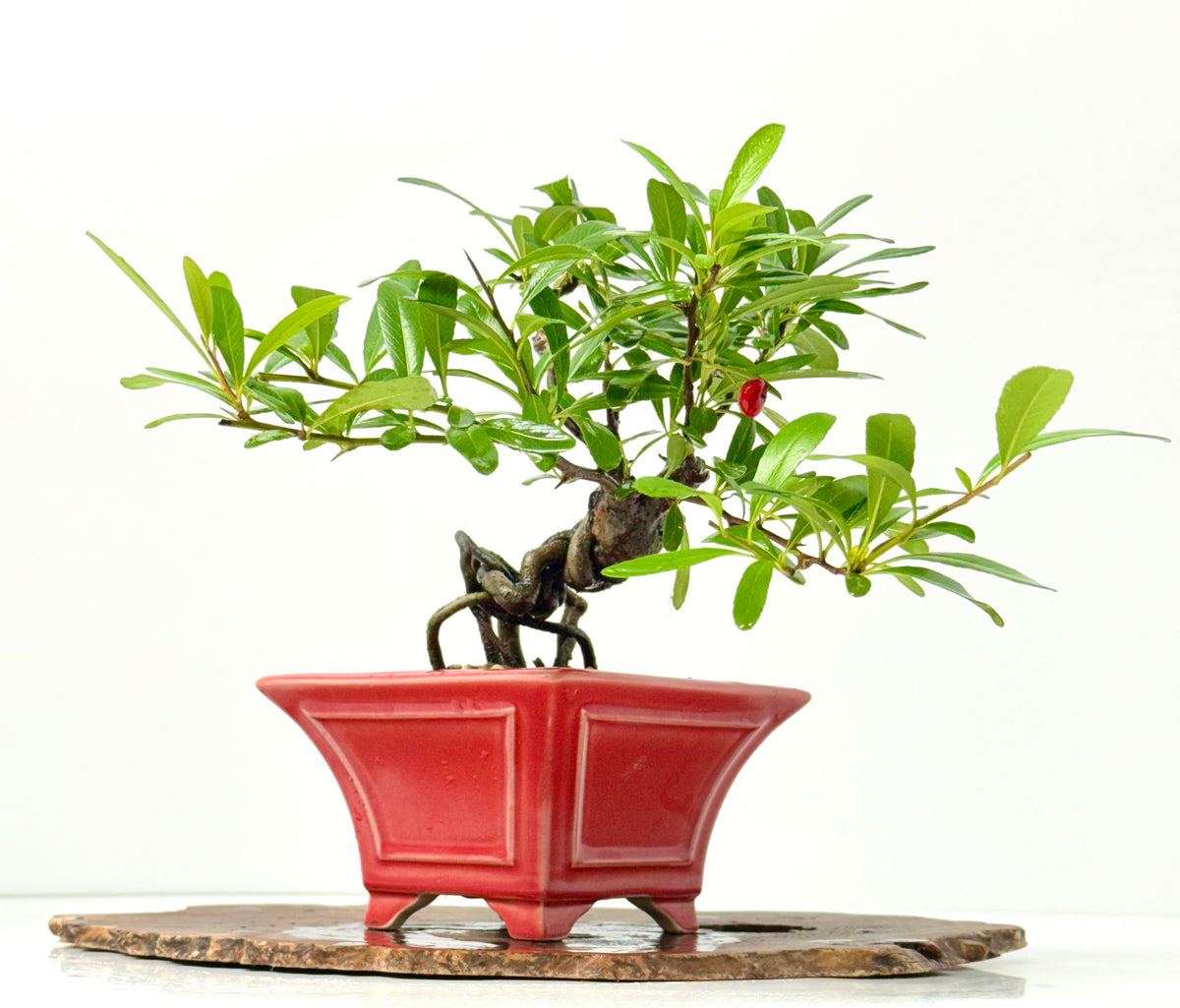 Pyracantha Bonsai Tree – Firethorn Bonsai in Chinese Yixing Pot 26 cm