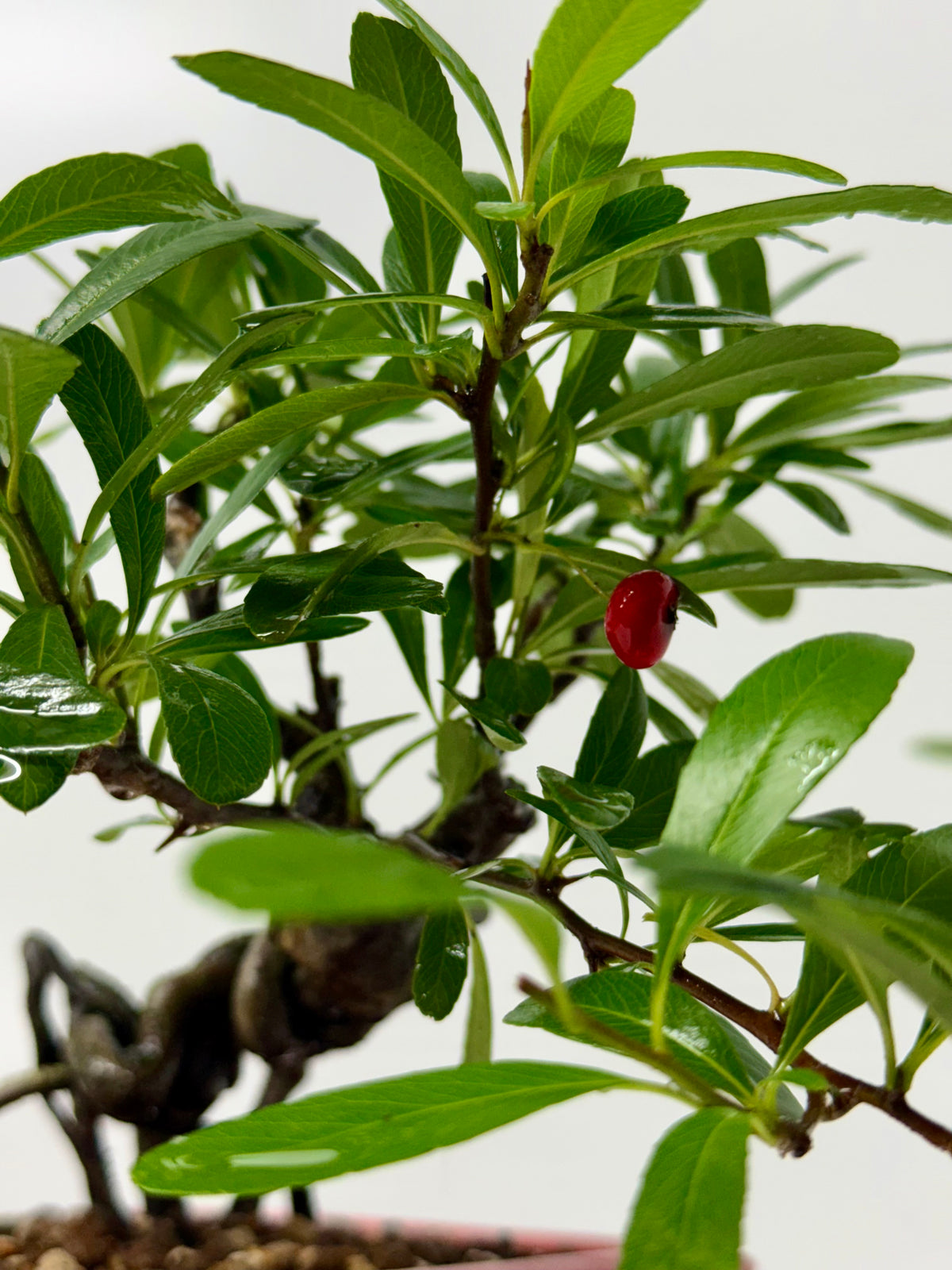 Pyracantha Bonsai Tree – Firethorn Bonsai in Chinese Yixing Pot 26 cm