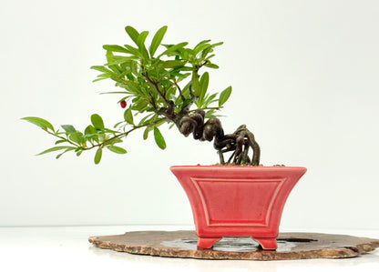 Pyracantha Bonsai Tree – Firethorn Bonsai in Chinese Yixing Pot 26 cm