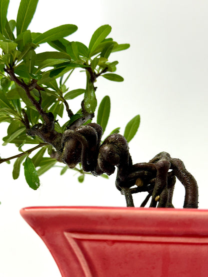 Pyracantha Bonsai Tree – Firethorn Bonsai in Chinese Yixing Pot 26 cm